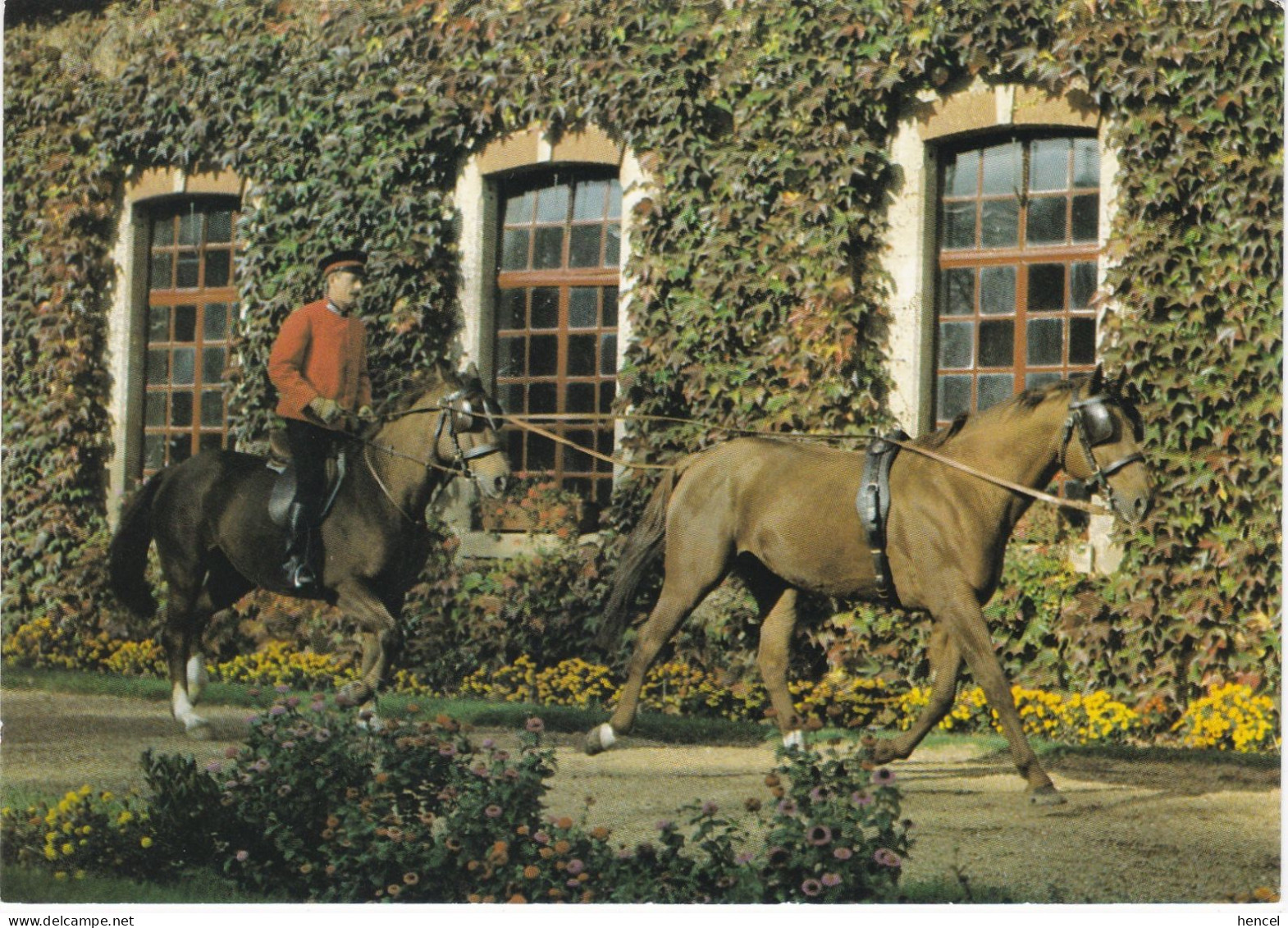 MONTIER-en-DER. Haras National. Chevaux. Etalons Trotteur Et Selle Français Présentés Montés "à La TANDEM" - Montier-en-Der