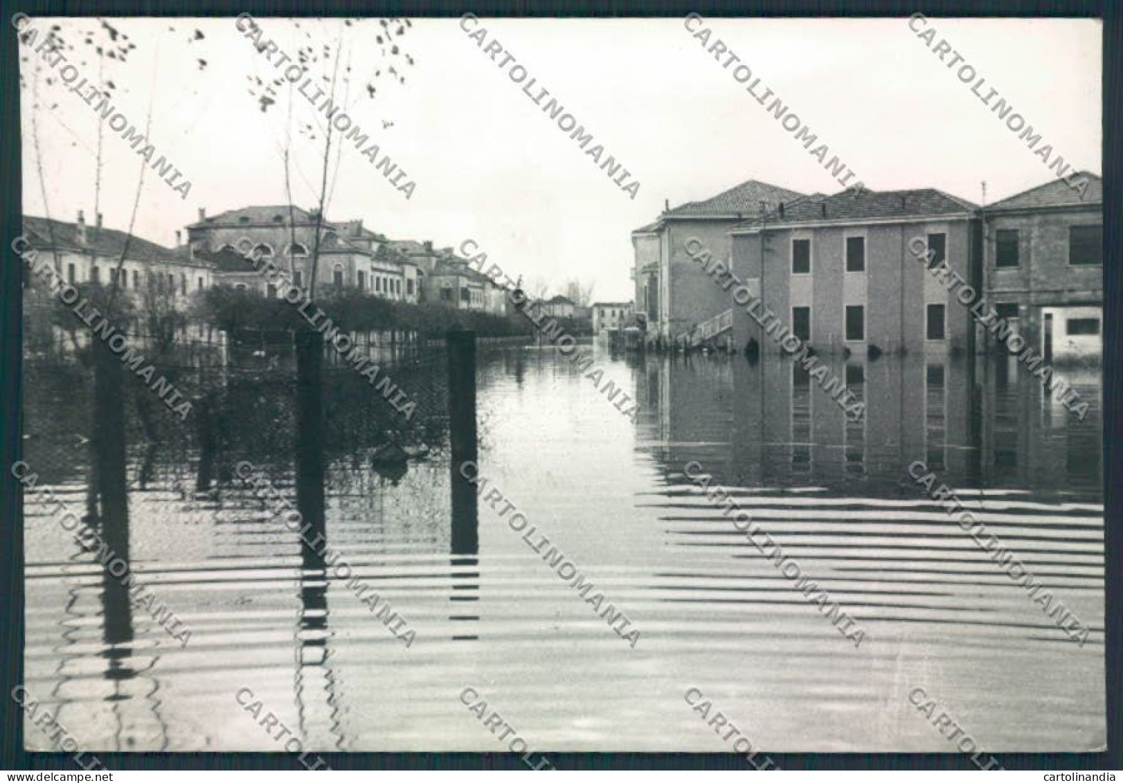 Rovigo Città Alluvione Foto FG Cartolina MV4830 - Rovigo