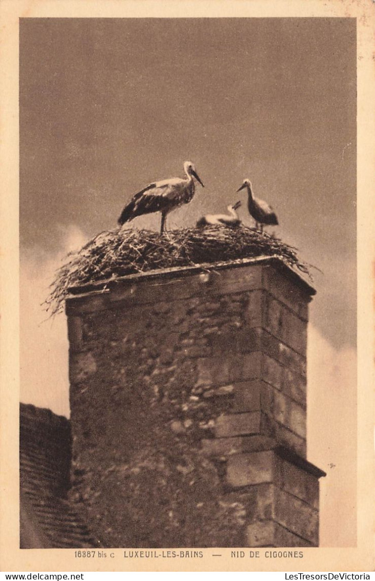 FRANCE - Luxeuil Les Bains - Nid De Cigognes - Carte Postale Ancienne - Sonstige & Ohne Zuordnung