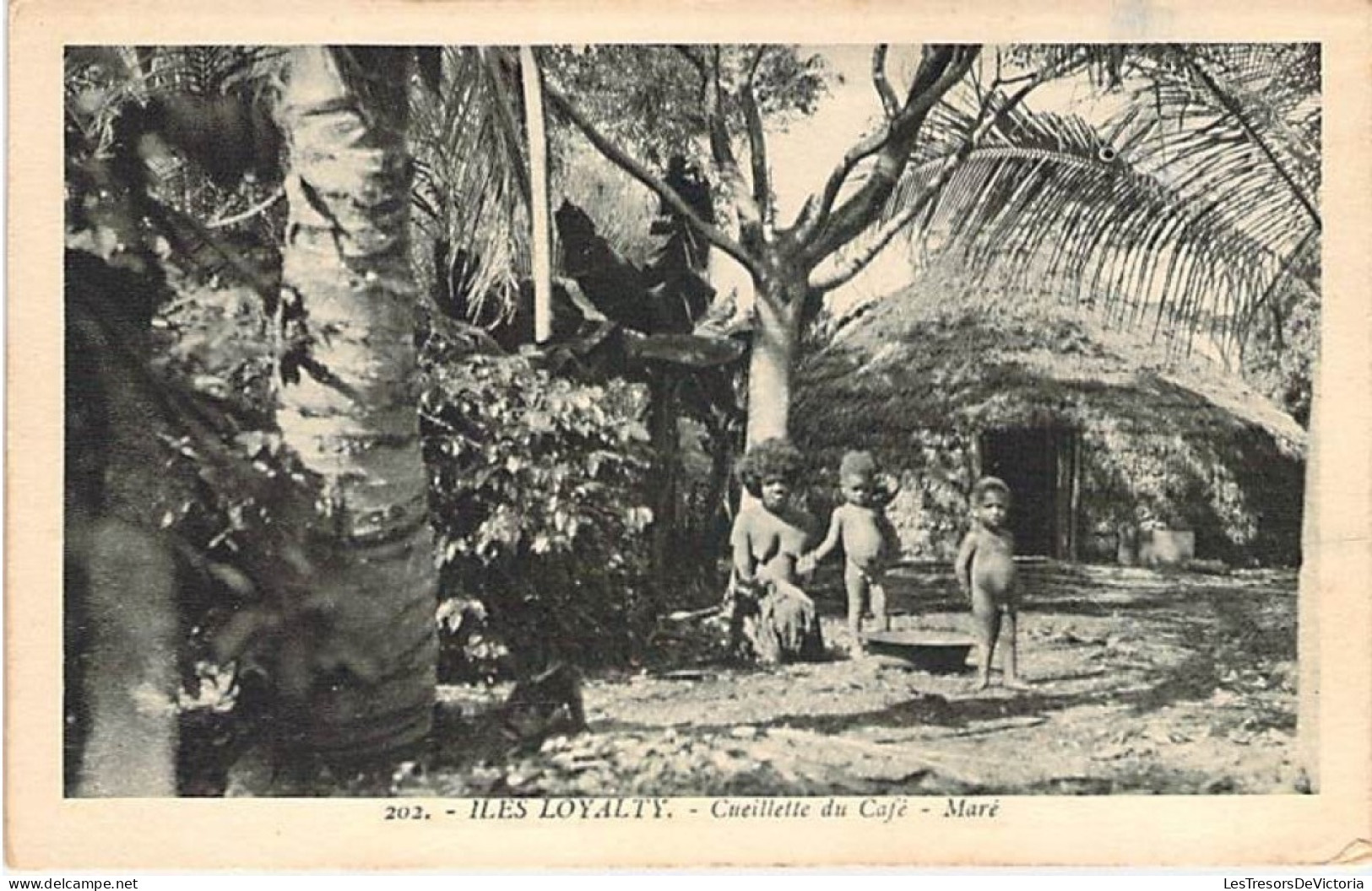 Nouvelle Calédonie - Iles Loyalty - Cueillette Du Café - Maré - Enfant - Sein Nu - Carte Postale Ancienne - New Caledonia