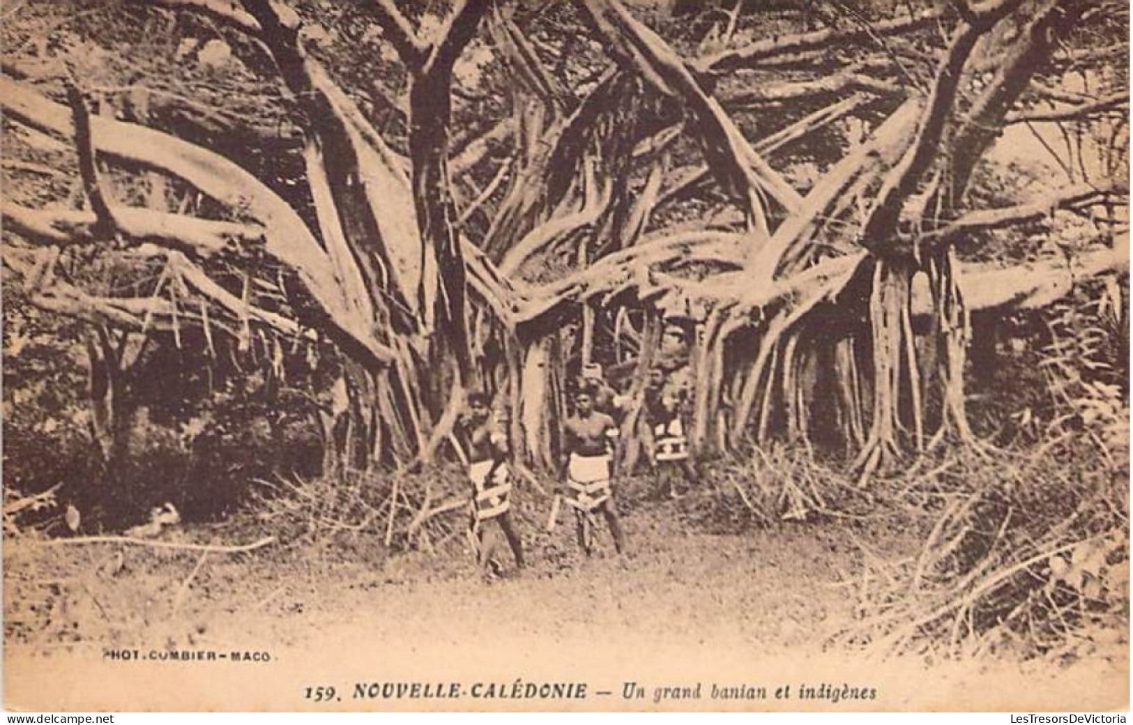 Nouvelle Calédonie - Un Grand Banian Et Indigènes - Curbier Maco - Animé - Carte Postale Ancienne - New Caledonia