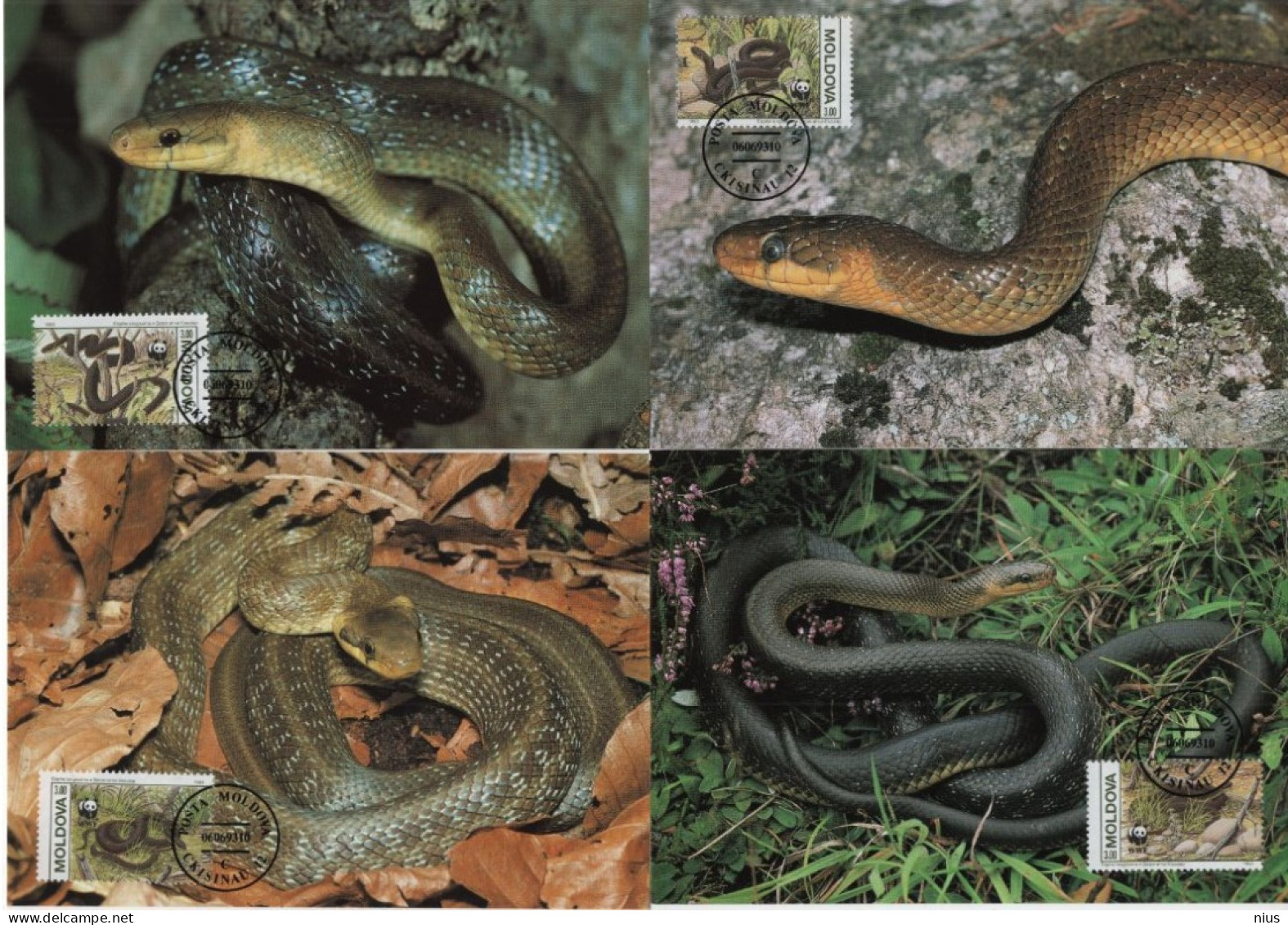 Moldova 1993 WWF W.W.F. Maximum Cards, Die Askulapnatter Aesculapian Snake - Maximum Cards