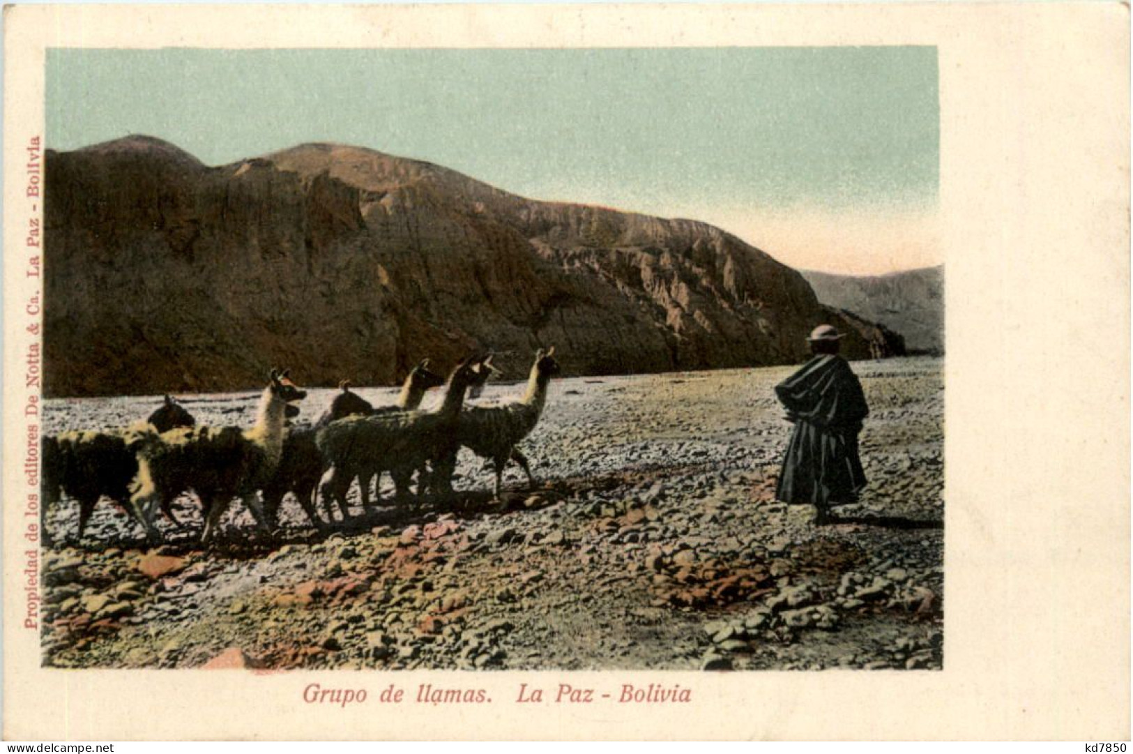 La Paz - Bolivia - Grupo De Llamas - Bolivie