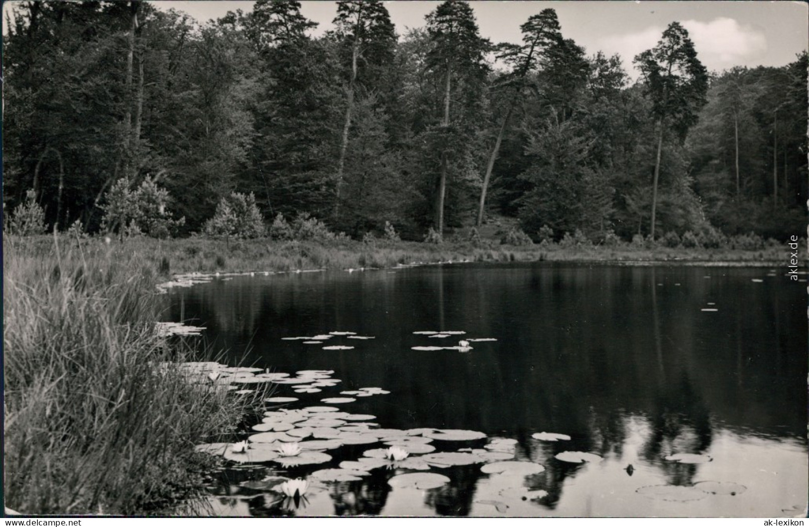 Ansichtskarte Neuglobsow-Stechlin Teufelssee 1960 - Neuglobsow