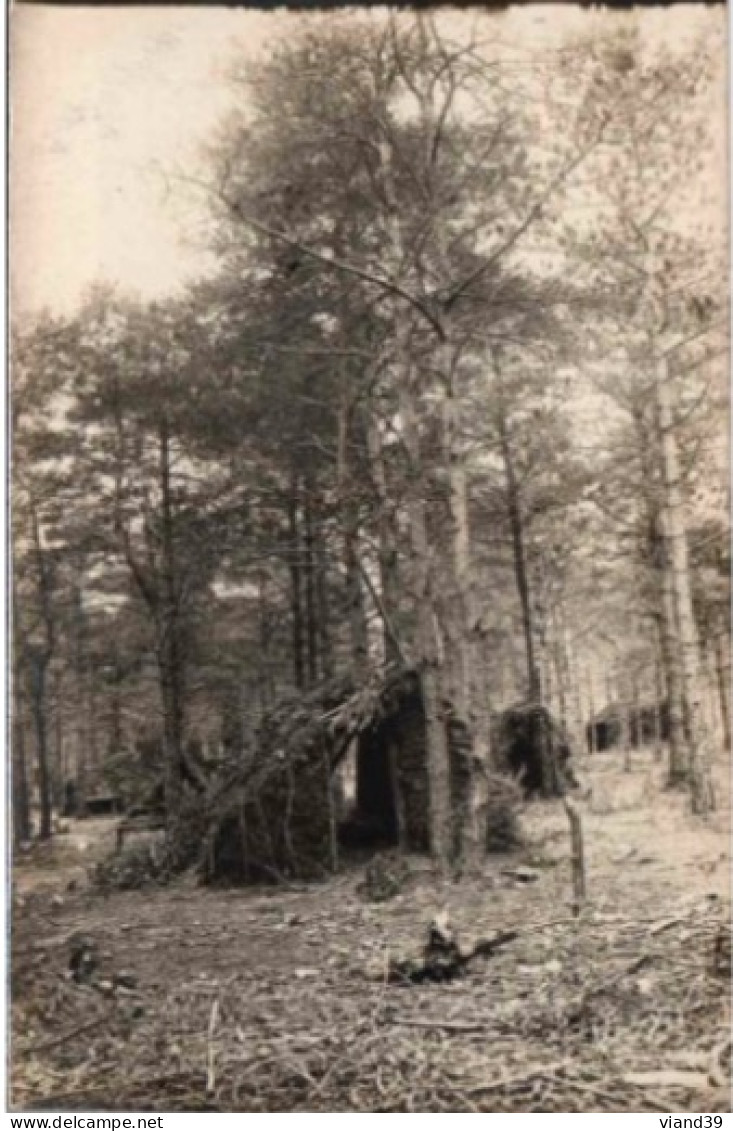 Cabanes Dans Les Bois. CPA. - Arbres