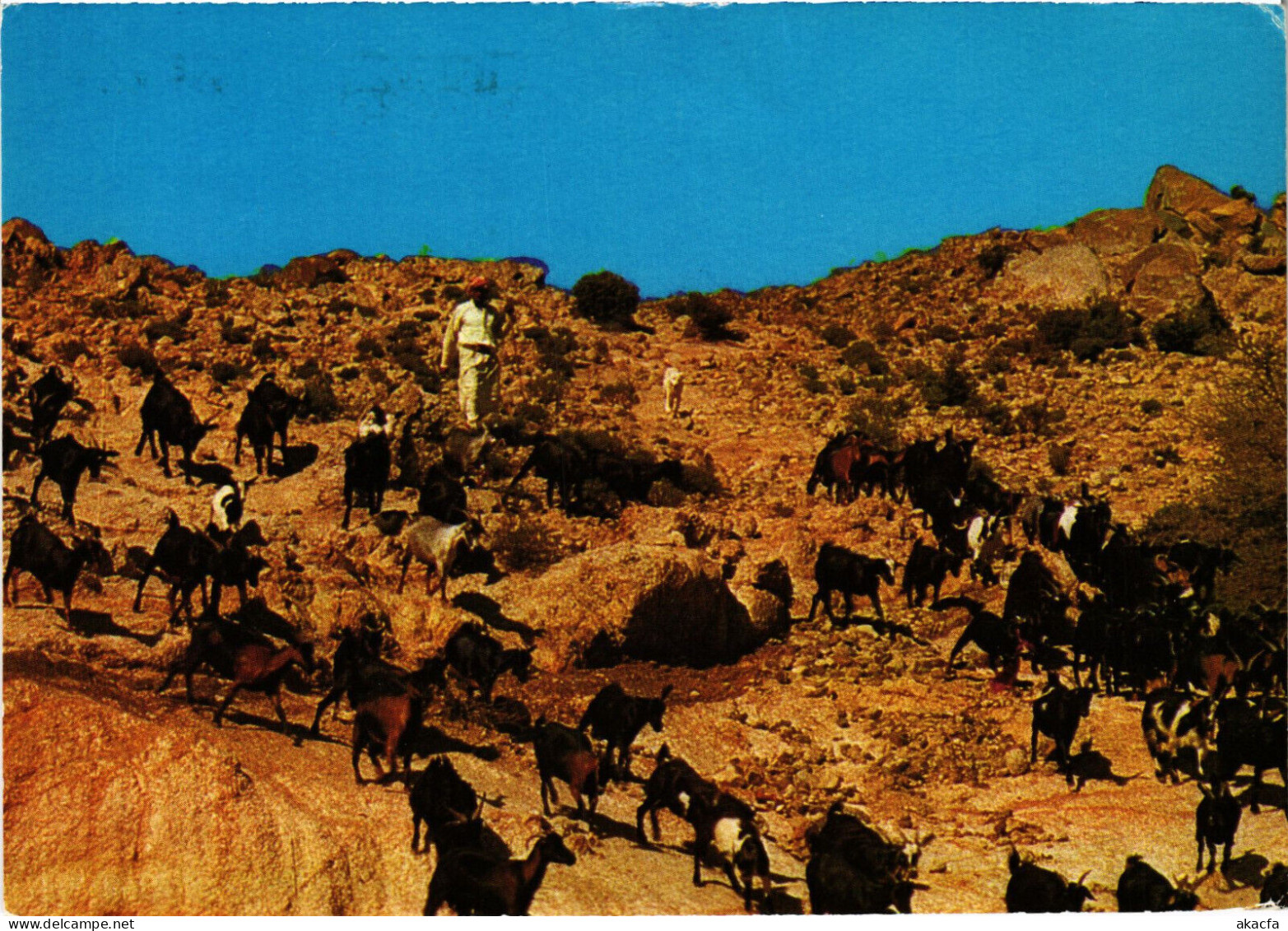 PC SAUDI ARABIA, WEST REGION, HERDS IN THE DESERT, Modern Postcard (b52898) - Saoedi-Arabië