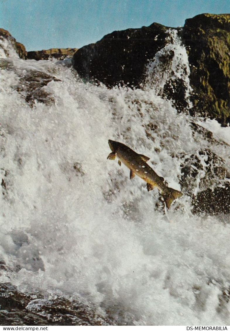 Iceland - Salmon In Laxa River , Kjos District - Iceland