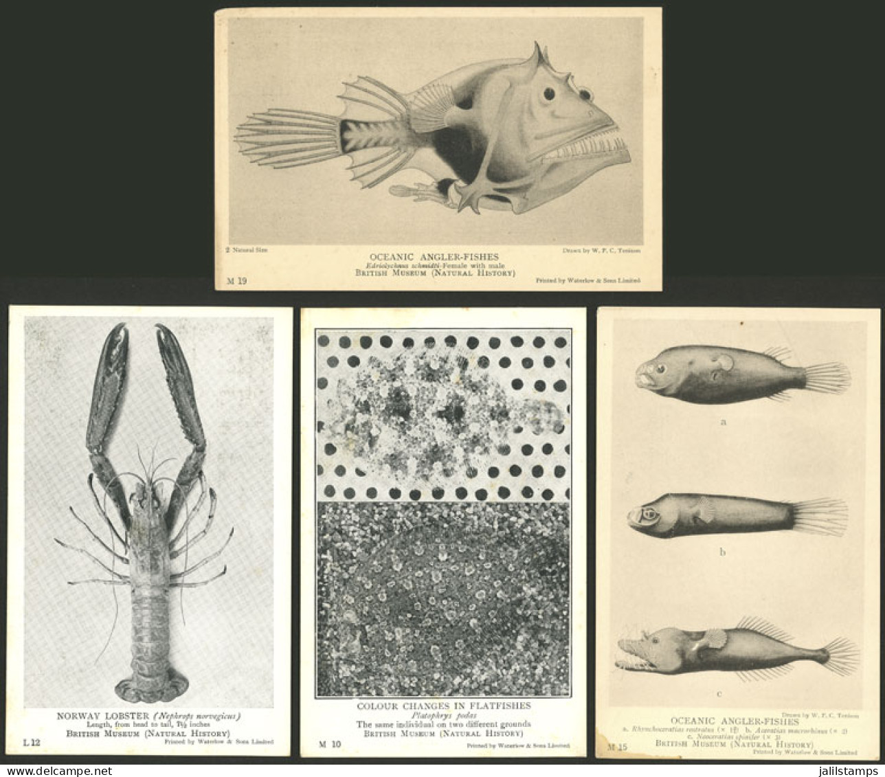 GREAT BRITAIN: 39 Old Postcards With Views Of MARINE FAUNA, Edited By The British Museum, Unused, Very Fine General Qual - Andere & Zonder Classificatie