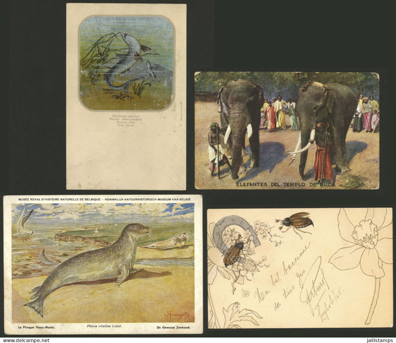 WORLDWIDE: ANIMALS: 30 Old Postcards Of Several Countries With Very Good Views, In General Of VF Quality. IMPORTANT: Ple - Other & Unclassified