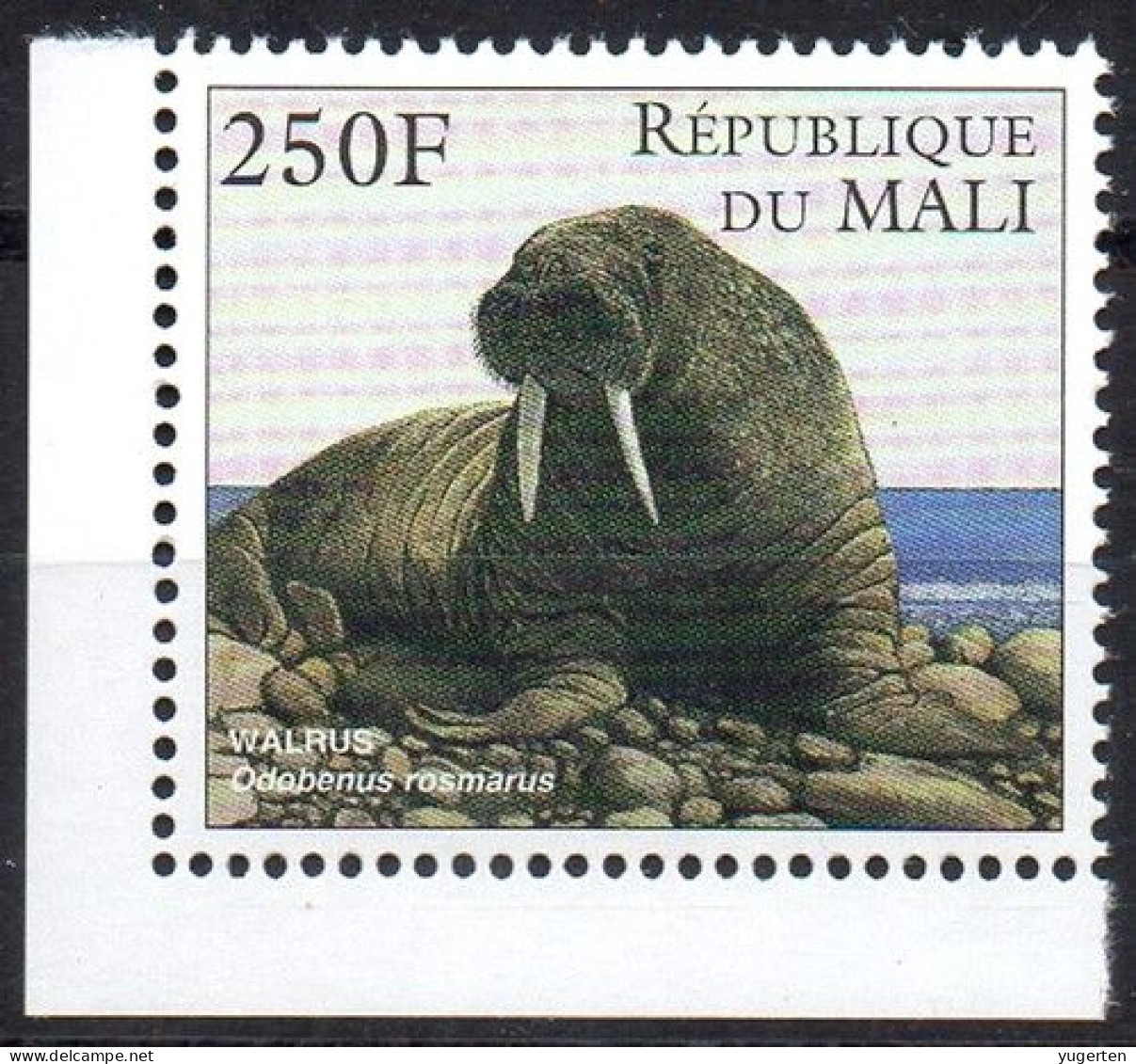 MALI 1997 -1v - MNH - Walrus (Odobenus Rosmarus) - Morsa - Walross - Endangered - Marine Mammals - Tricheco - Sonstige & Ohne Zuordnung