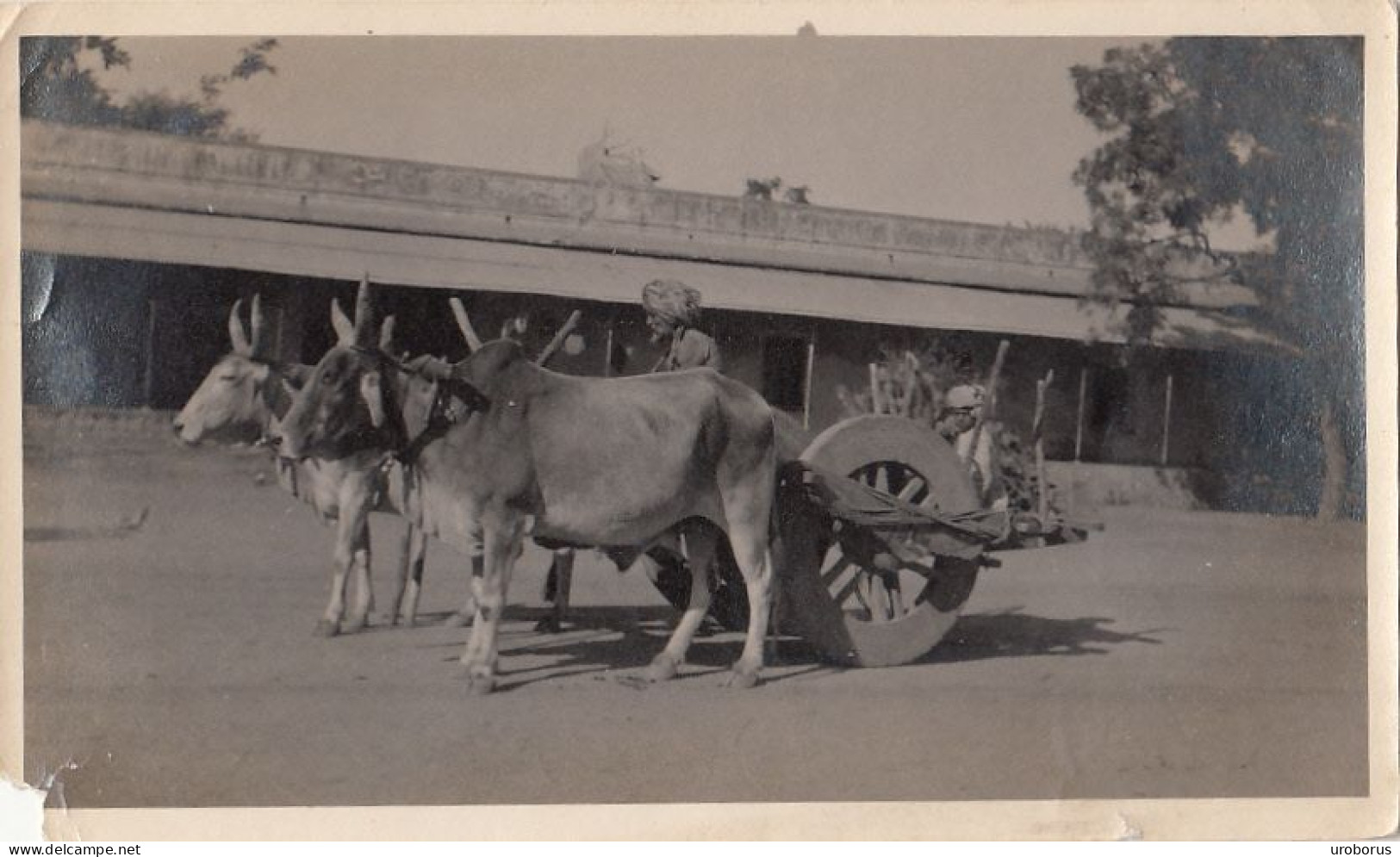 INDIA - Jaipur 1925 - The Bullock Cart - Asien