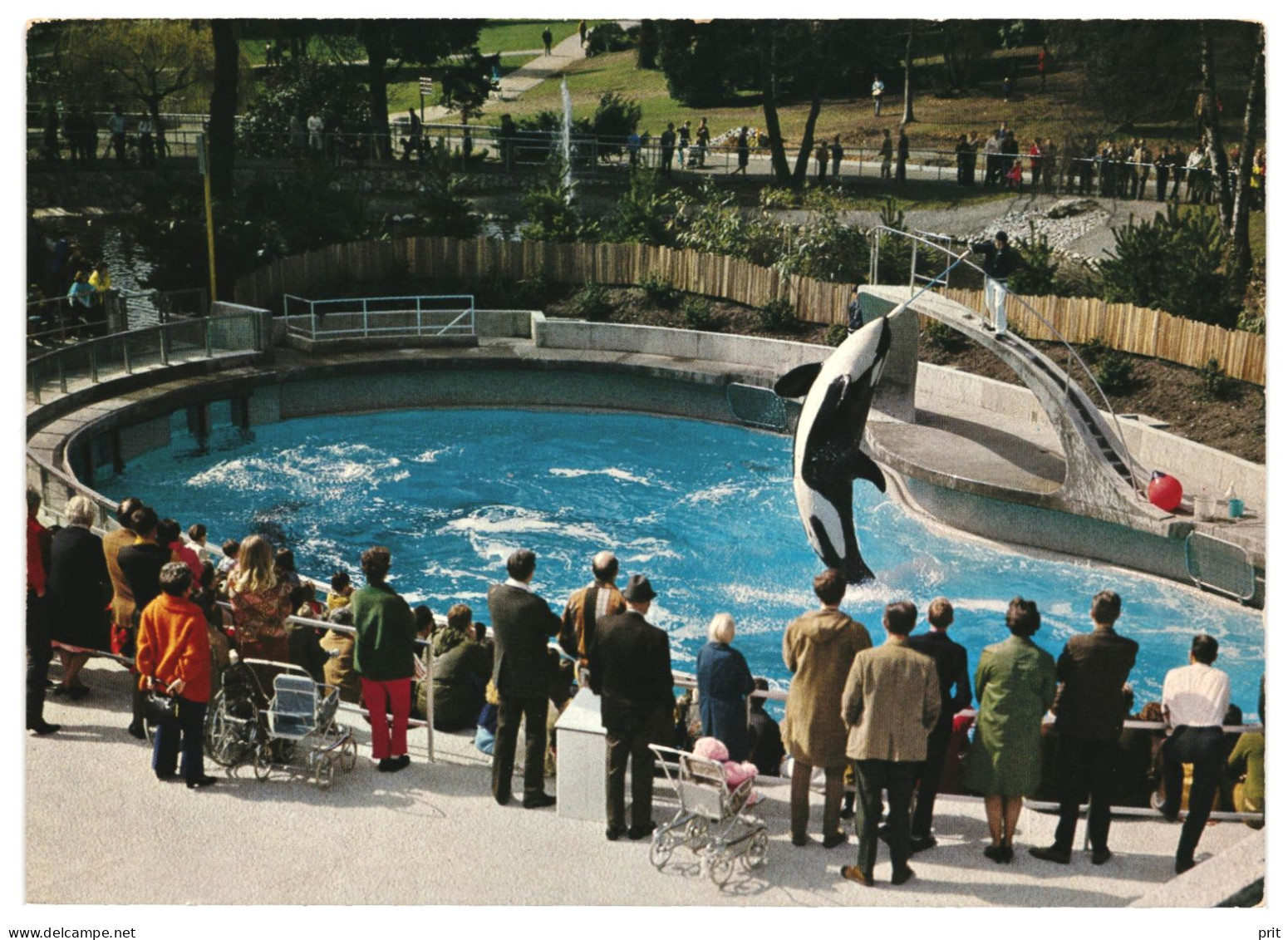 Killer Whale, Vancouver Public Aquarium Stanley Park, Canada 1960s Unused Postcard. Publ: Natural Color Productions, B.C - Vancouver