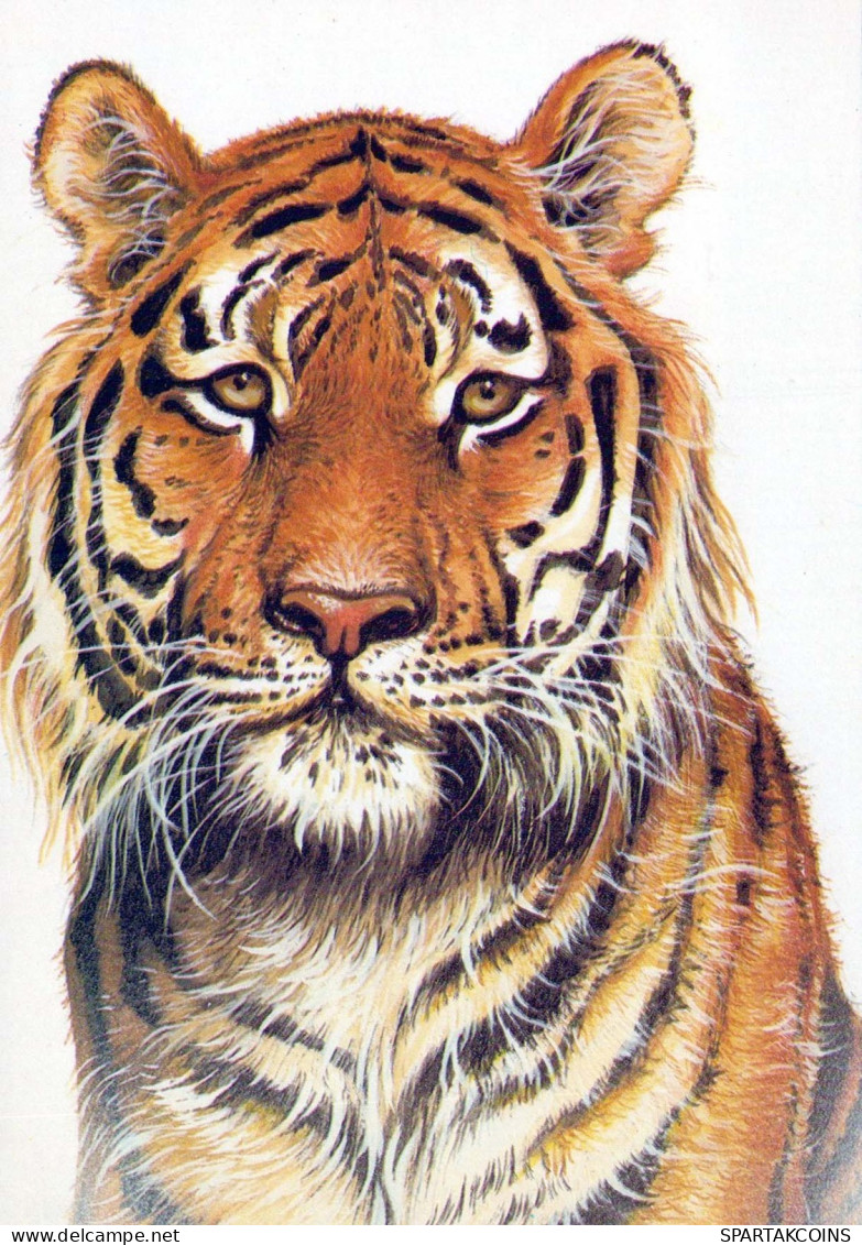 TIGRE Animales Vintage Tarjeta Postal CPSM #PBS066.ES - Tiger