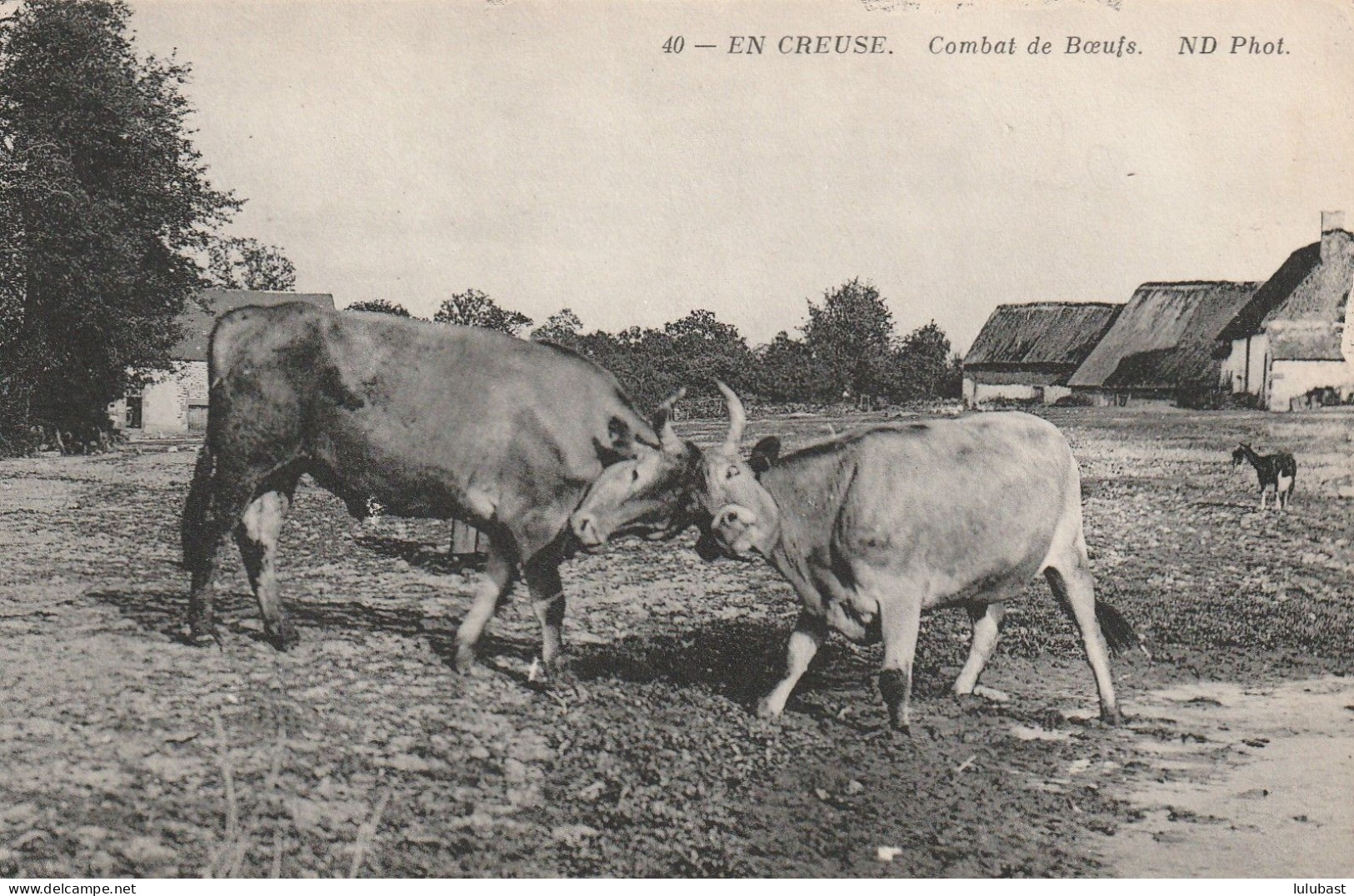 ( EN CREUSE.) Combat De Boeufs. TB Plan. - Viehzucht