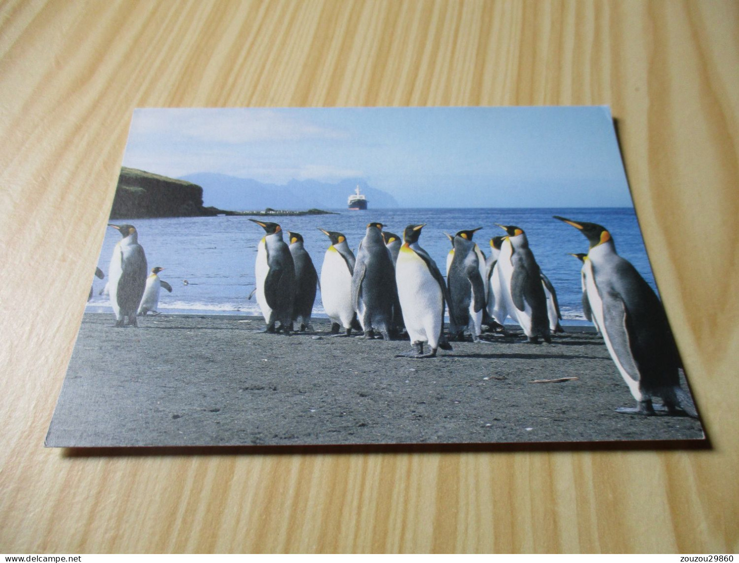 Ile De La Possession Crozet (Terres Australes Antarctiques Françaises).Manchots Royaux. - TAAF : Terres Australes Antarctiques Françaises