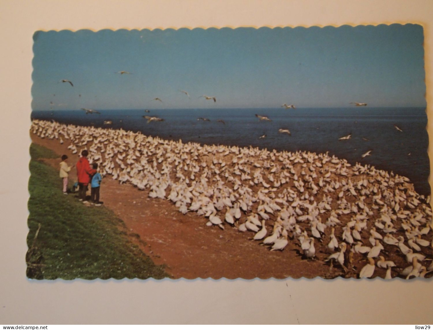 CPA Canada Québec Percé Bonaventure Oiseaux - Percé