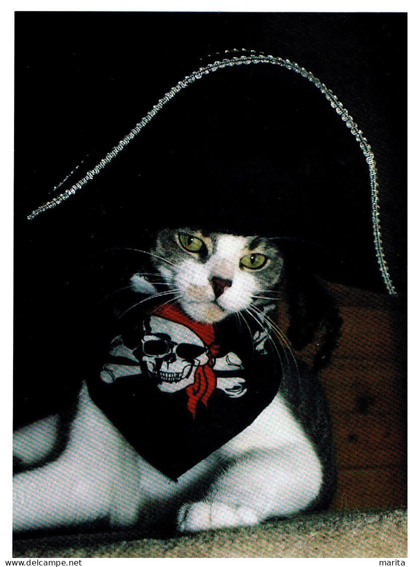 Chat Habillés -dressed  Cat -katze- Poes Piraat - Gekleidete Tiere