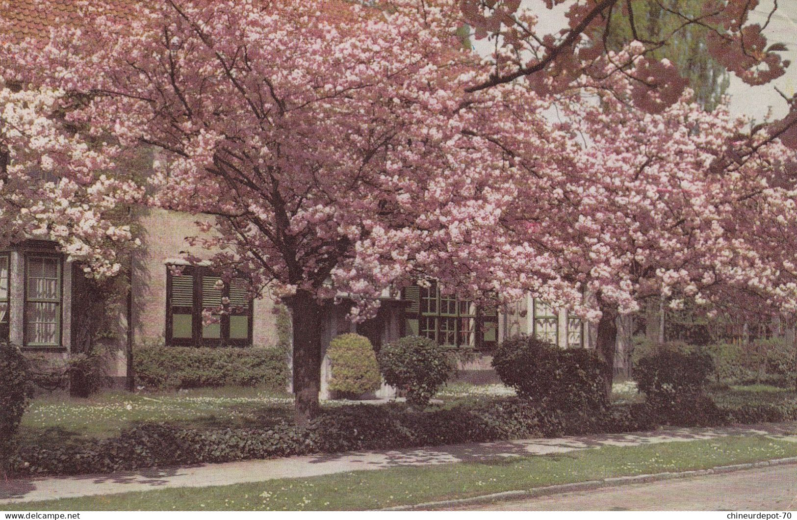 BOITSFORT   CERISIERS EN FLEURS    ..LE LOGIS.. - Non Classés