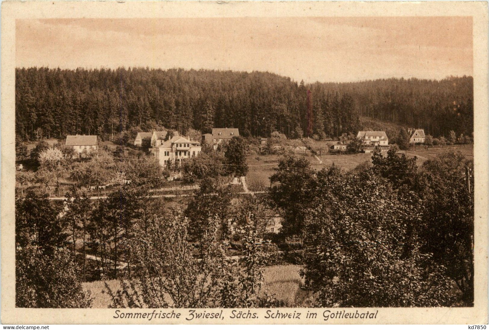 Zwiesel Im Gottleubatal - Bad Gottleuba-Berggiesshuebel