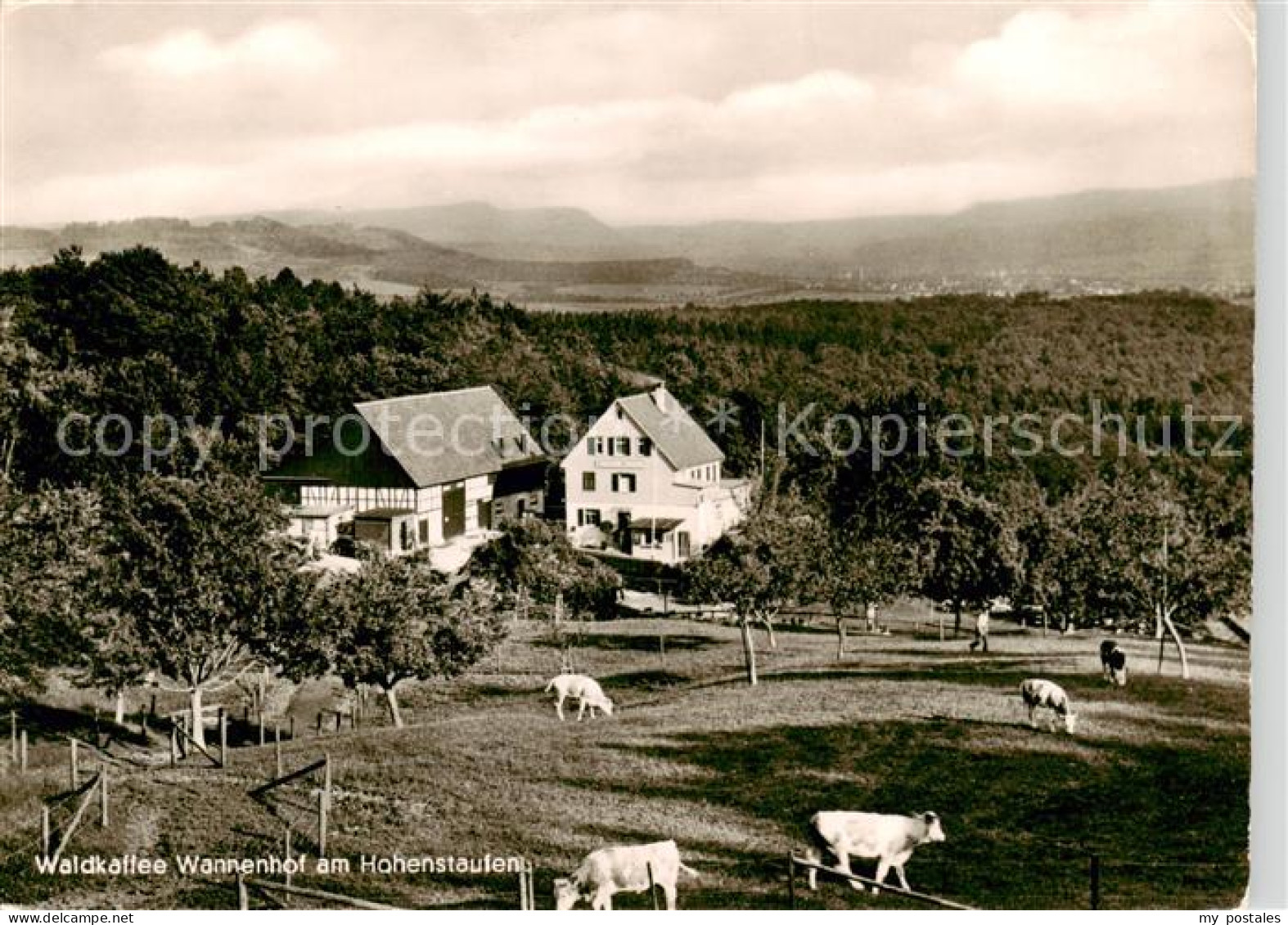 73855377 Hohenstaufen Wald-Kaffee Wannenhof Am Hohenstaufen Viehweide Panorama H - Göppingen