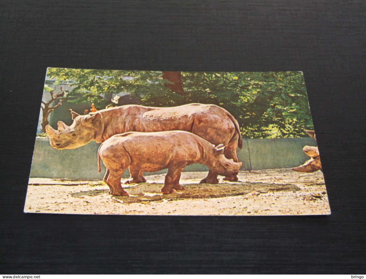 75273-    ANIMALS - NEUSHOORN / RHINO - Rinoceronte