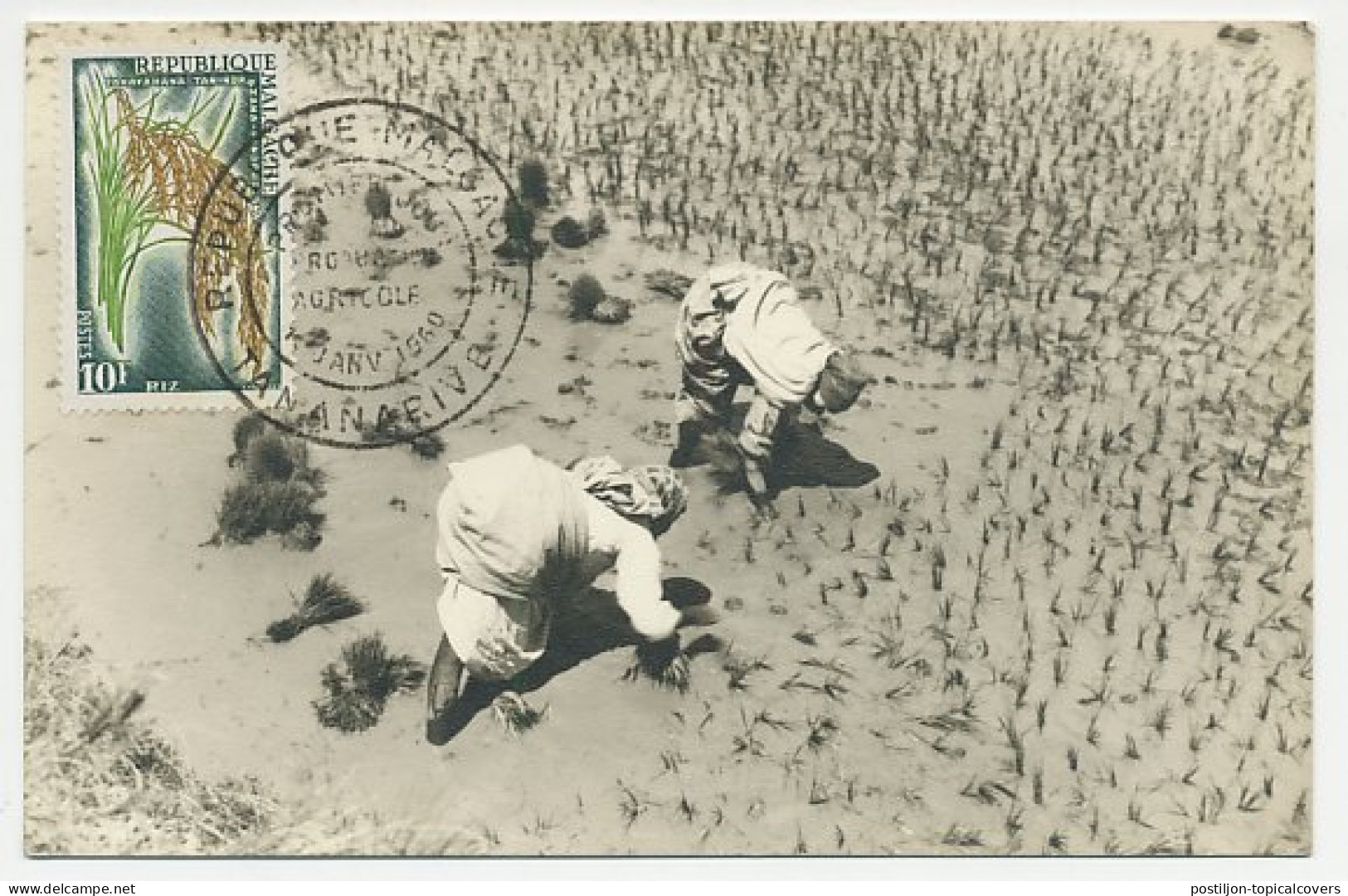 Maximum Card Malagasy 1960 Rice - Agriculture