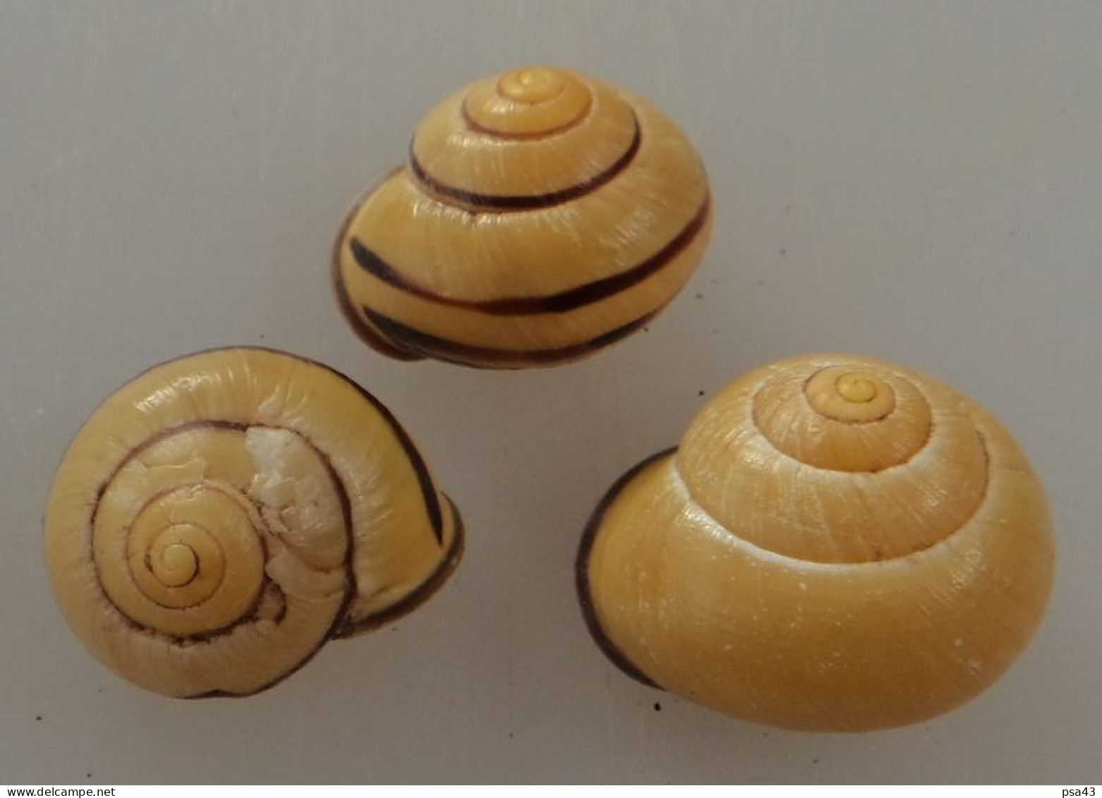 Cepaea Nemoralis (X3) Auvergne 19/23mm N6 - Schelpen