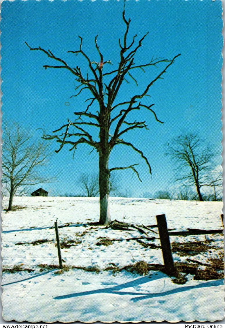 49813 - USA - Cave Springs , Arkansas , Winter Tree - Gelaufen 1981 - Other & Unclassified