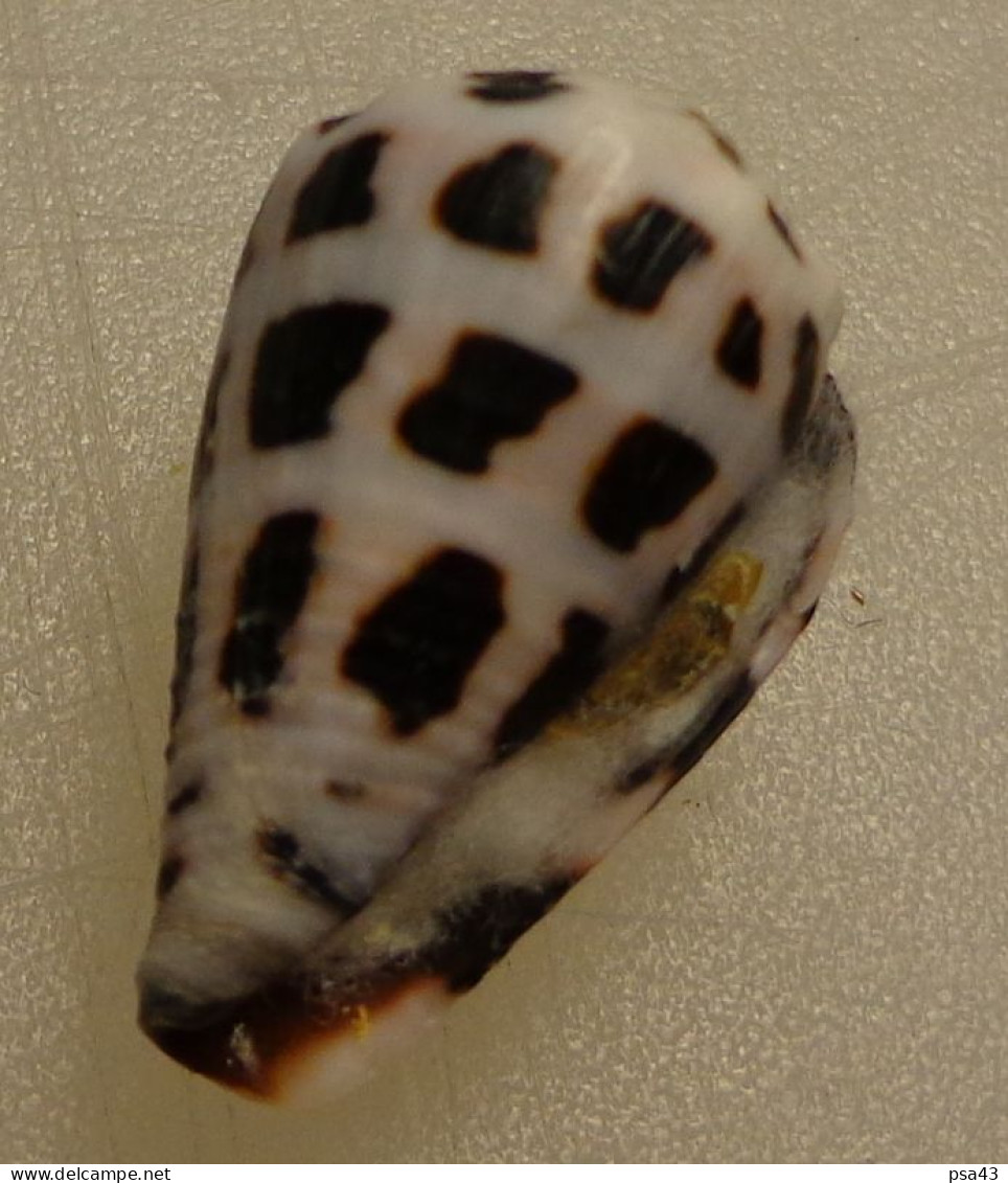 Conus Ebraeus Trouvé Vivant Philippines 24,3mm F++/F+++ WO N8 - Schelpen