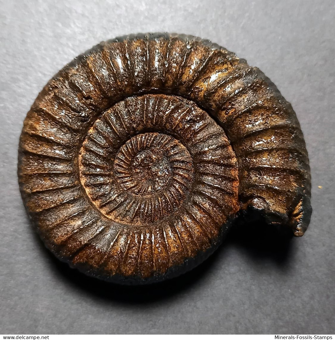 #PERISPHINCTES INDOGERMANUS Fossile Ammoniten Jura (Indien) - Fossils