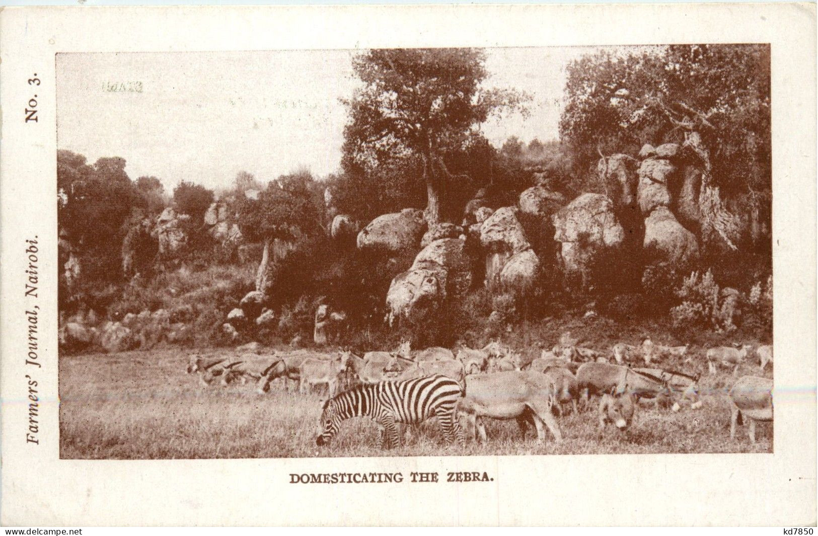 Farmers Journal Nairobi - Zebra - Kenya
