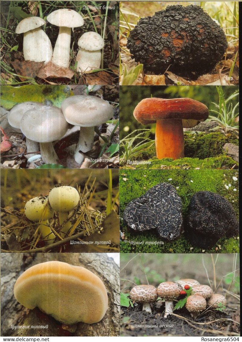 48 RUSSIAN POCKET CALENDARS - YEAR 2022 - MUSHROOMS - Klein Formaat: 2001-...