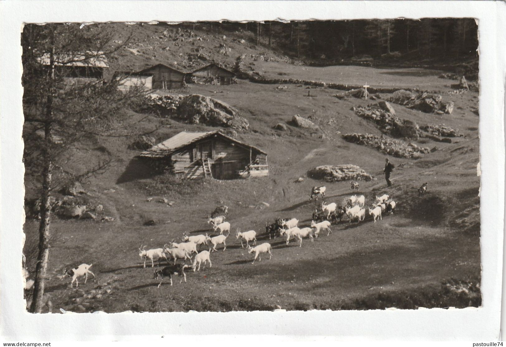 CPSM :  14 X 9  -  Salvan, Le Retour Des Chèvres, Le Passage à Van - Salvan