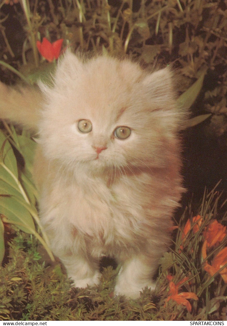 CAT KITTY Animals Vintage Postcard CPSM #PAM485.GB - Katten