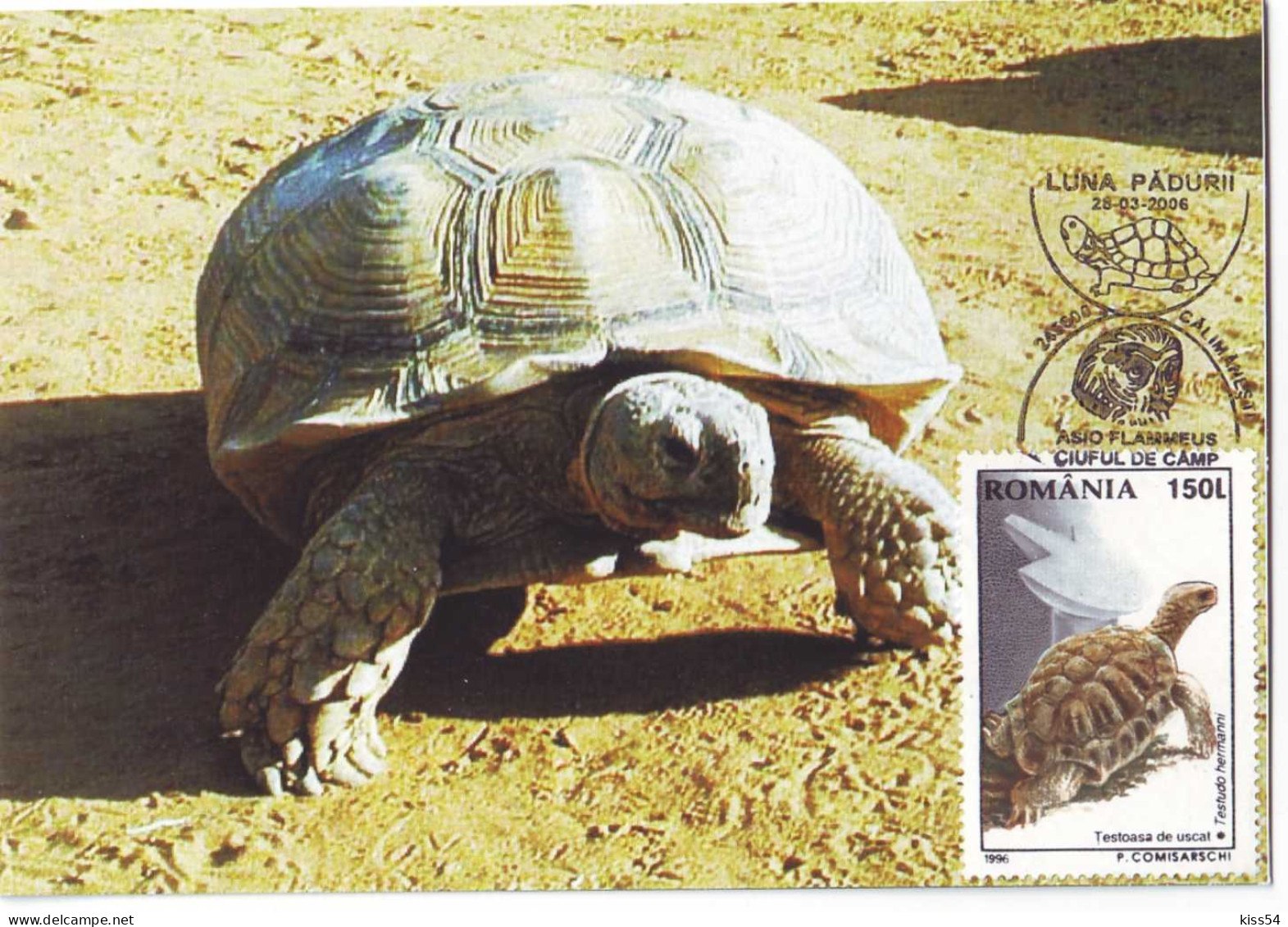 MAX 60 - 59 TURTLE, Romania - Maximum Card - 2006 - Maximum Cards & Covers