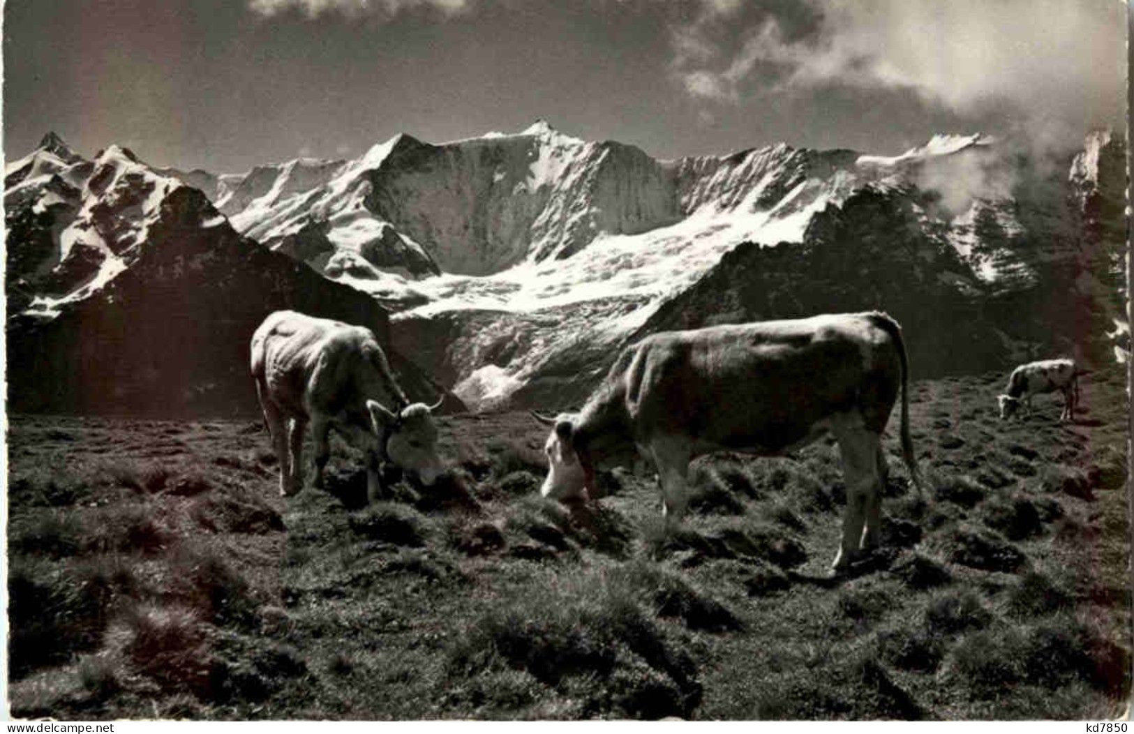 Grindelwald - Bei Der Station First Kuh Cow - Grindelwald