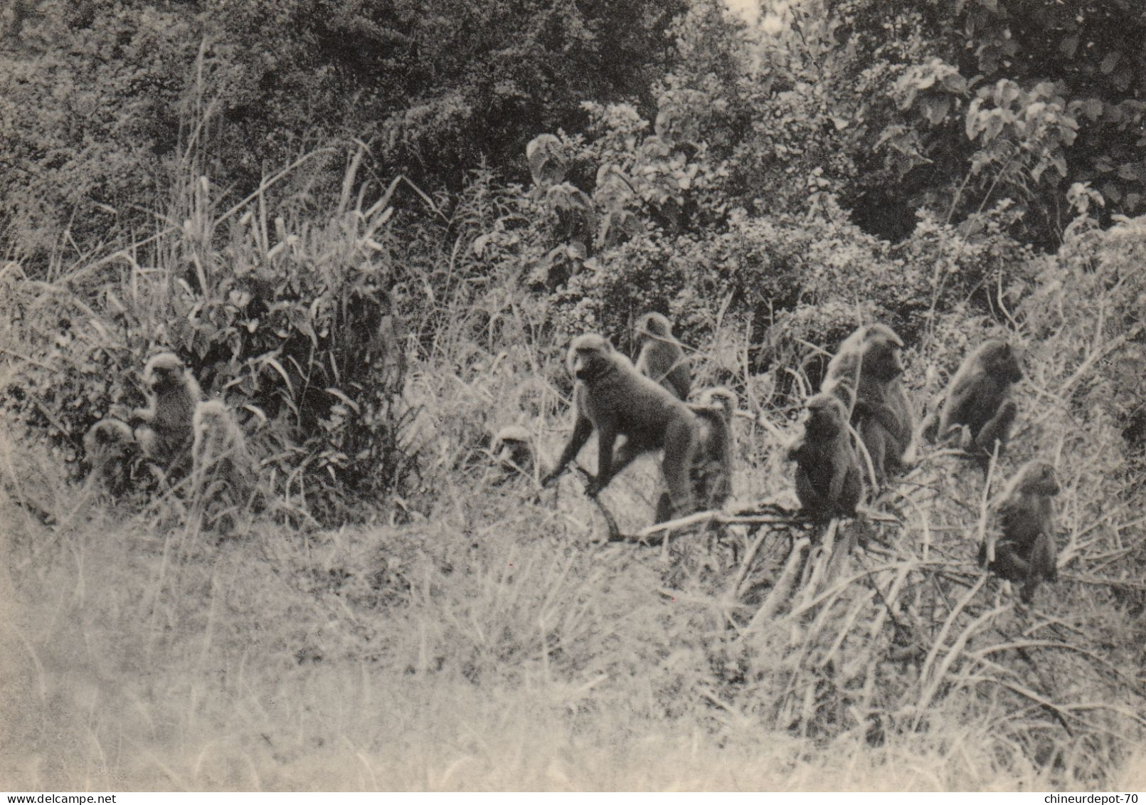 GROUPE DE CYNOCEPHALES PLAINE DU LAC EDOUARD CONGO BELGE - Monkeys
