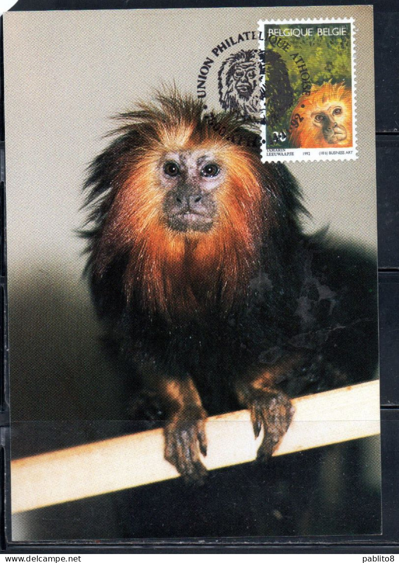 BELGIQUE BELGIE BELGIO BELGIUM 1992 ANTWERP ZOO TAMARIN 30fr MAXI CARD CARTOLINE MAXIMUM - 1991-2000