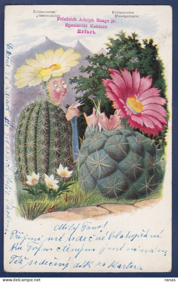 CPA Surréalisme Fleurs Plantes Cactus Circulé Position Humaine - Cactusses