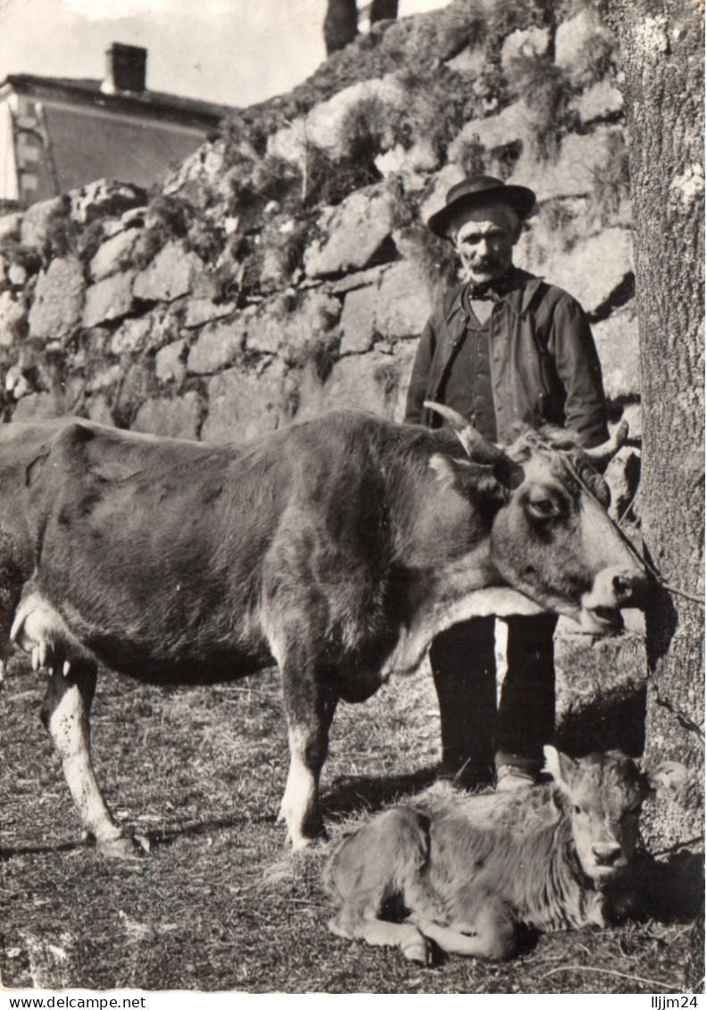 - Paysan Conduisant Sa Vache Et Son Veau à La Foire . ( 1514 ) - Langogne