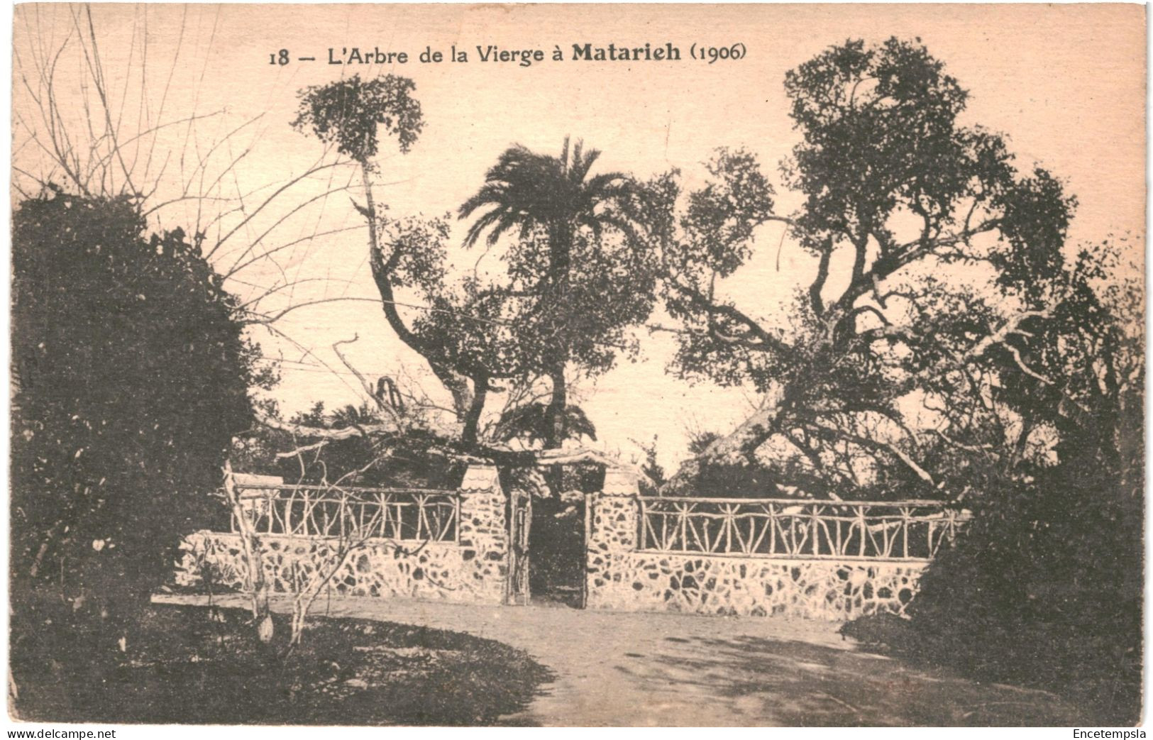 CPA Carte Postale Egypte Matarieh L'arbre De La Vierge 1928  VM80258 - Matariyya