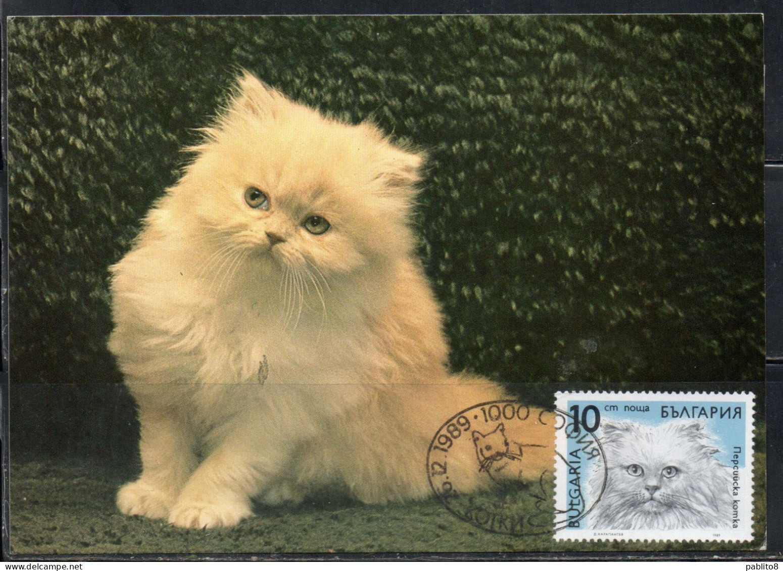 BULGARIA BULGARIE BULGARIEN 1989 CATS FAUNA HIMALAYAN CAT 10s MAXI MAXIMUM CARD - FDC