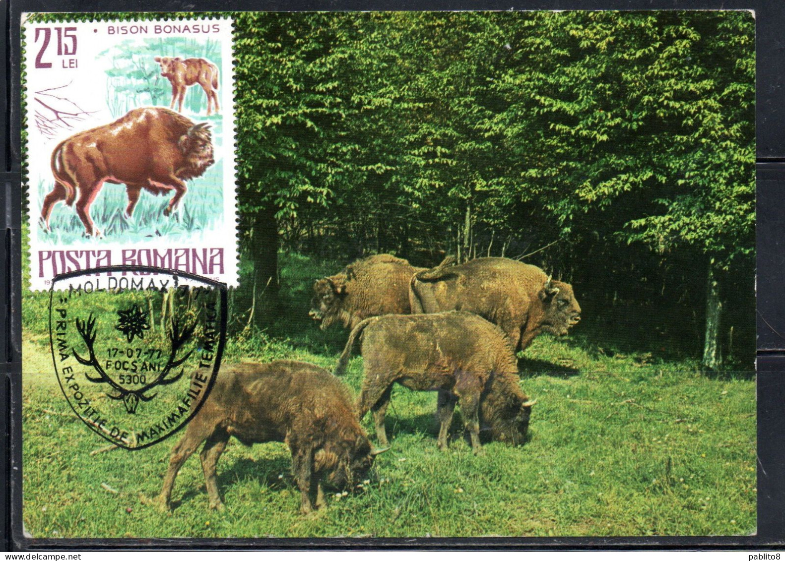 ROMANIA 1977 FAUNA PROTECTED BIRDS AND ANIMALS BISON BISONTE 2.15L MAXI MAXIMUM CARD - Cartes-maximum (CM)