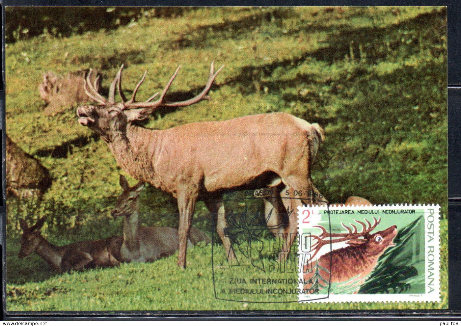 ROMANIA 1984 FAUNA PROTECTED ANIMALS ROARING DEER 2L MAXI MAXIMUM CARD - Cartes-maximum (CM)