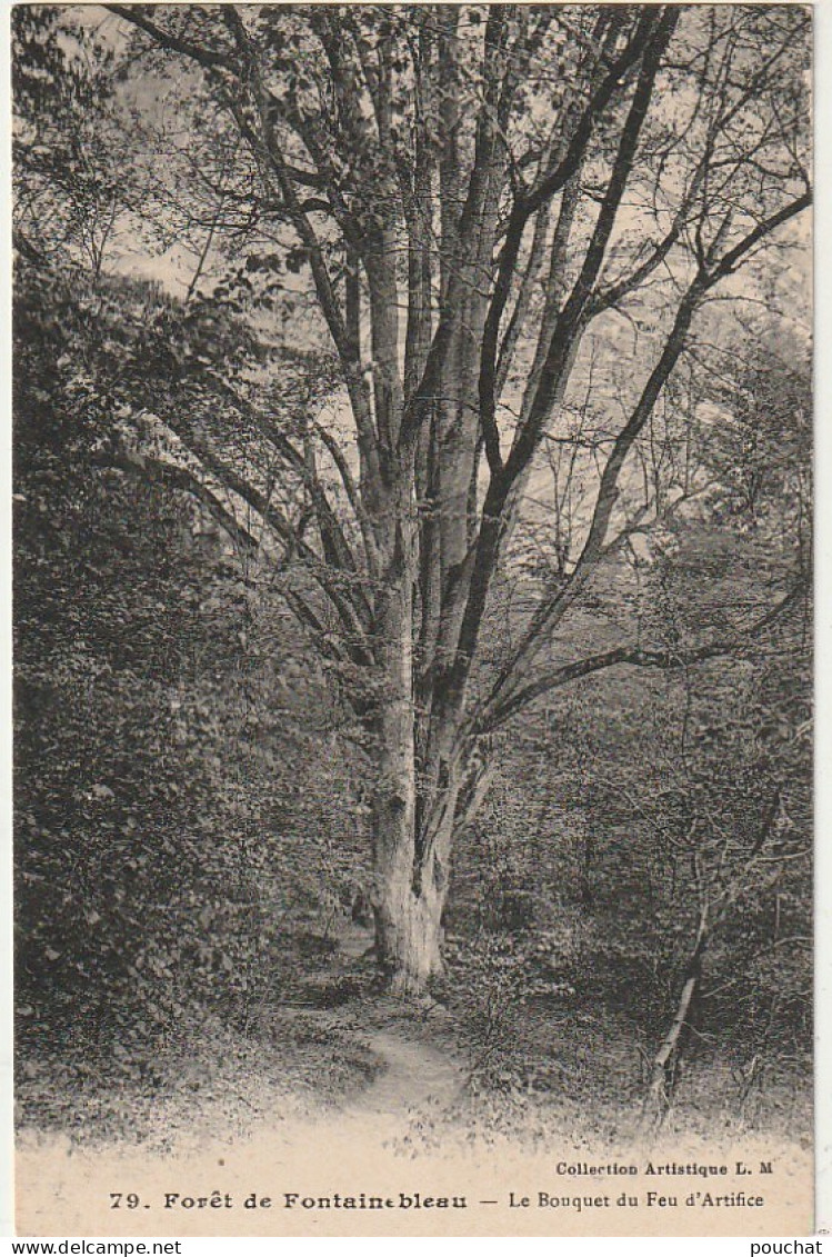 ZY 115-(77) LE BOUQUET DU FEU D' ARTIFICE ( CHENE)- FORET DE FONTAINEBLEAU  - 2 SCANS - Bomen