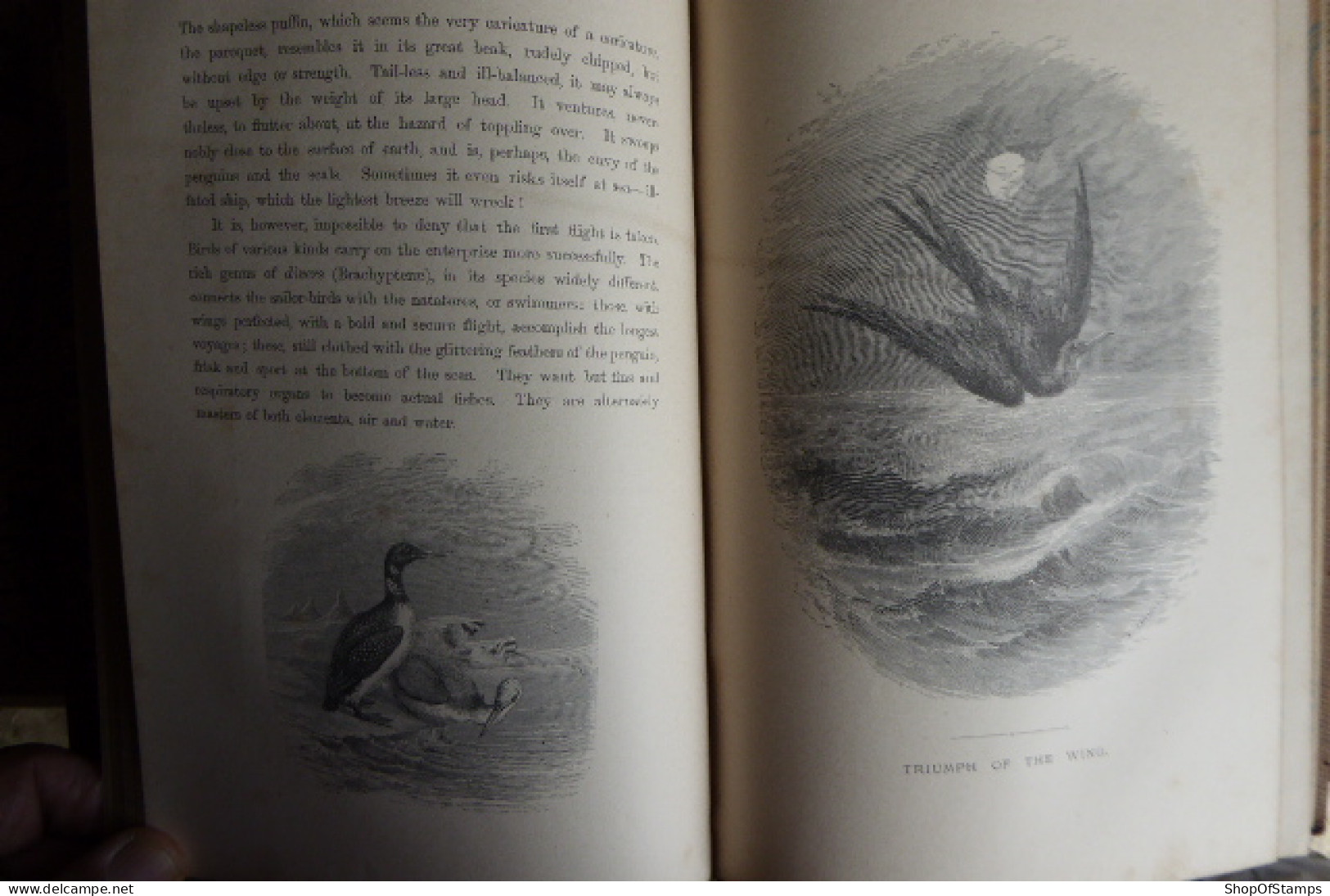 BOOK; THE BIRD By JULES MICHELET Collar BROKEN 1872 With 210 Illustrations By GIACOMELLI - Vie Sauvage