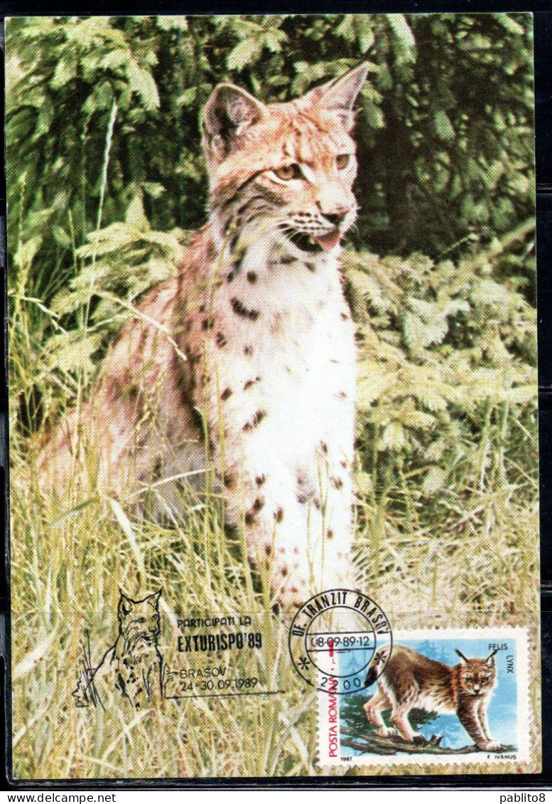 ROMANIA 1987 FLORA AND FAUNA ANIMALS FELIS LYNX ANIMAL 1L MAXI MAXIMUM CARD - Cartes-maximum (CM)