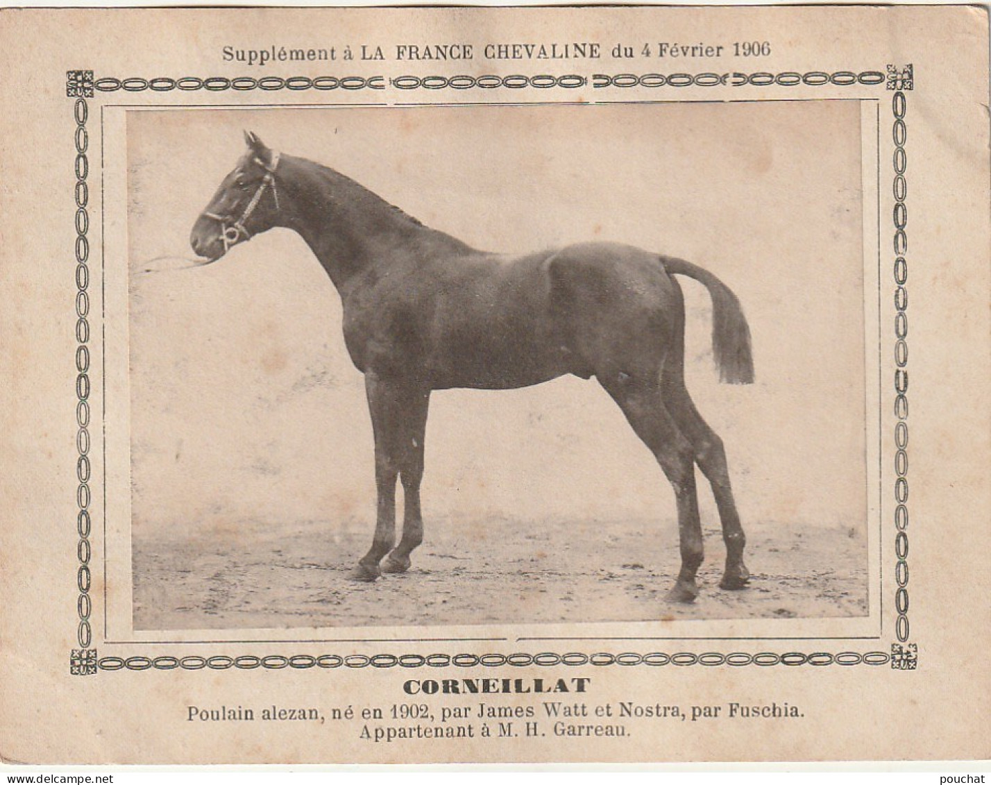 AA+ - " CORNEILLAT " - POULAIN ALEZAN  APPARTENANT A M. H. GARREAU - SUPPL. FRANCE CHEVALINE  FEVRIER 1906 - Hippisme