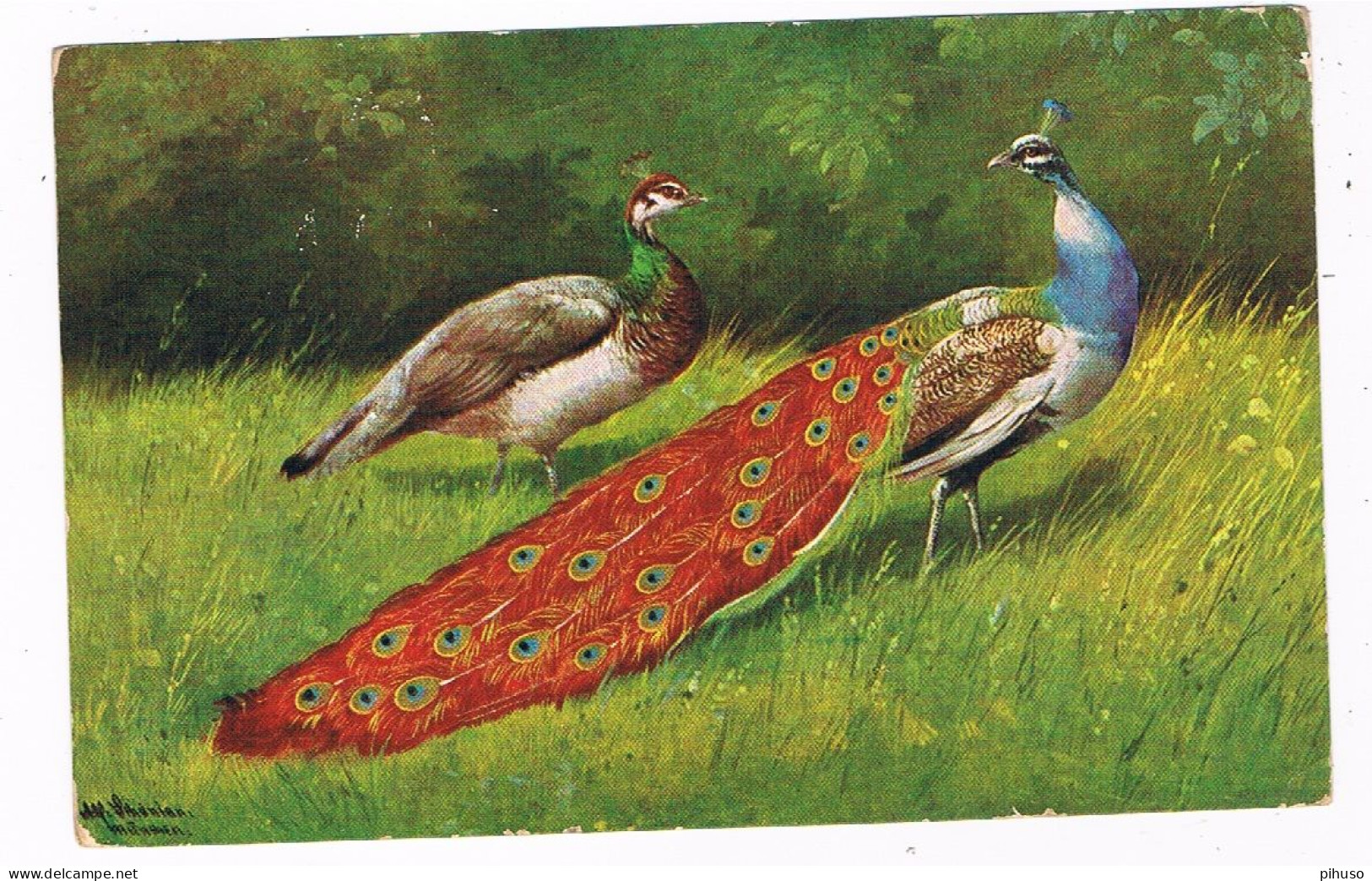 ILL-836  AUGUST MÜLLER : 2 Peacocks ( Pauw) - Mueller, August - Munich