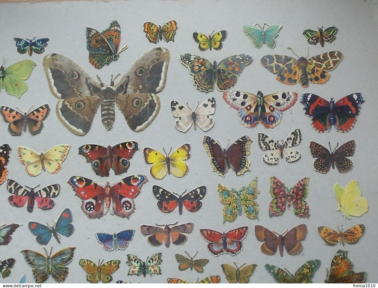 CHROMO DECOUPIS: PAPILLON Lot + De 100 Différents Même Thème - Tous Formats Multicolores PAPILLONS LEPIDOPTERISTE - Tiere